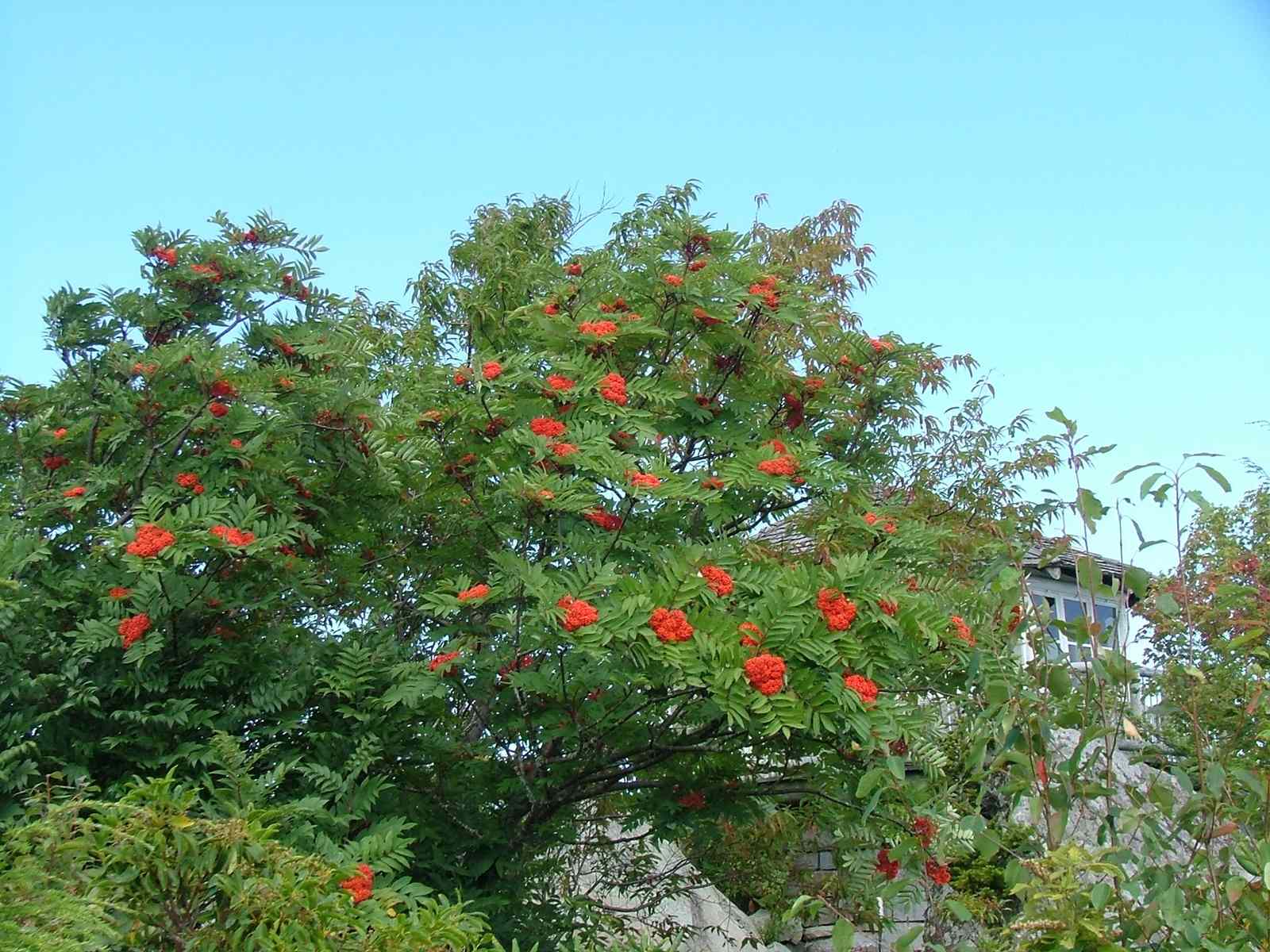 Sorbus Americana (American Mountain Ash)