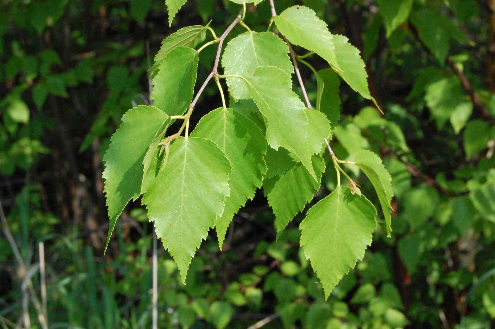 Betula pubescens листья