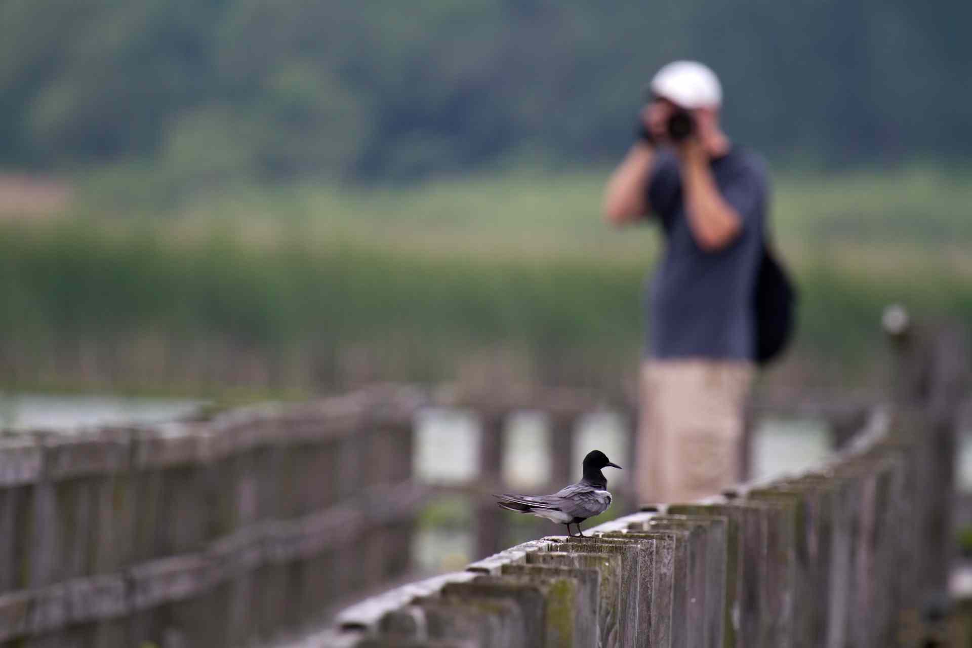 5 Best Bird Areas On The Great Lakes Great Lakes Guide