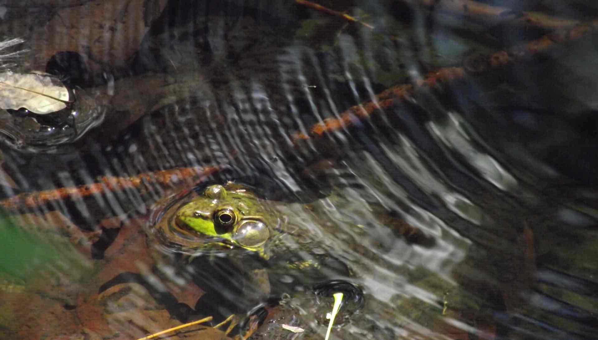 Spot these five frogs in the Great Lakes
