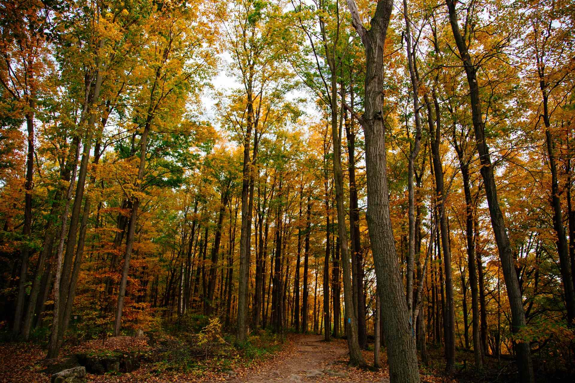 Rattlesnake Point Conservation Area | Great Lakes Guide