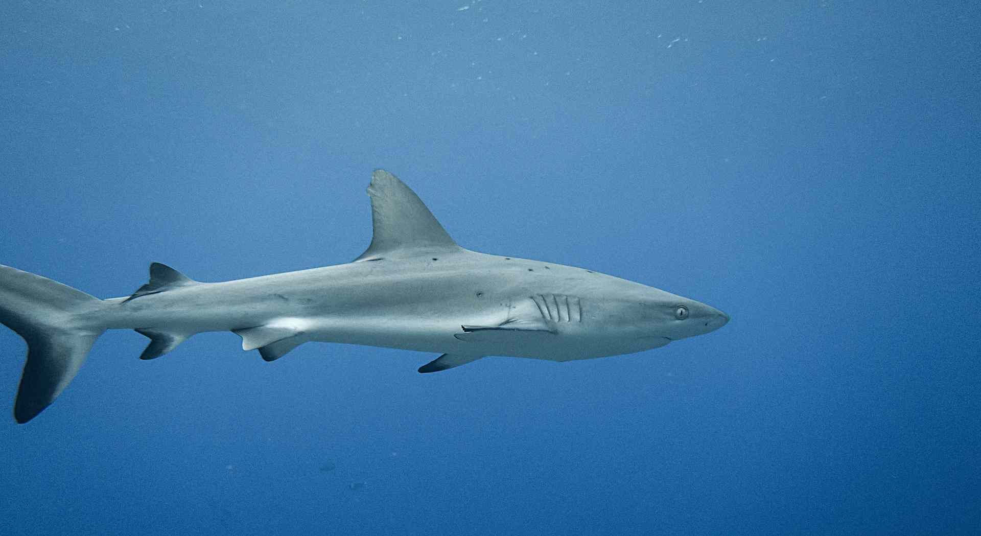 Great White Shark Lake Michigan