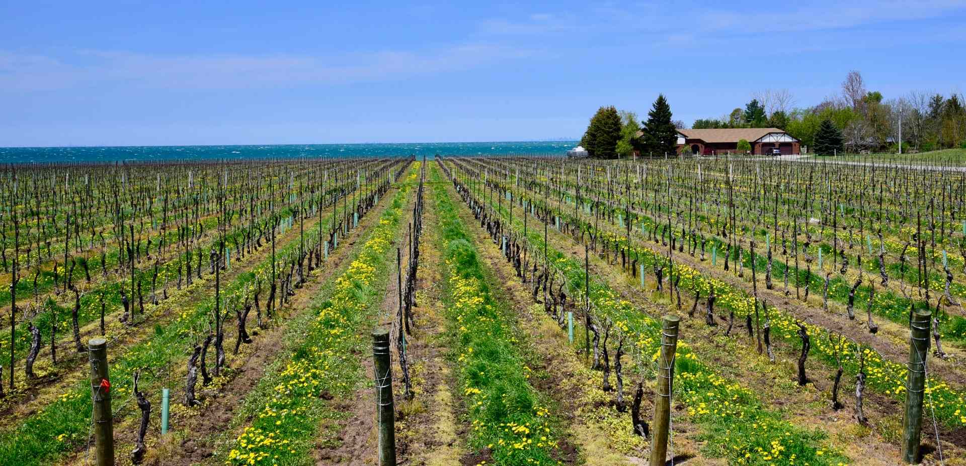 8 wine tasting tips for Niagara wineries Great Lakes Guide
