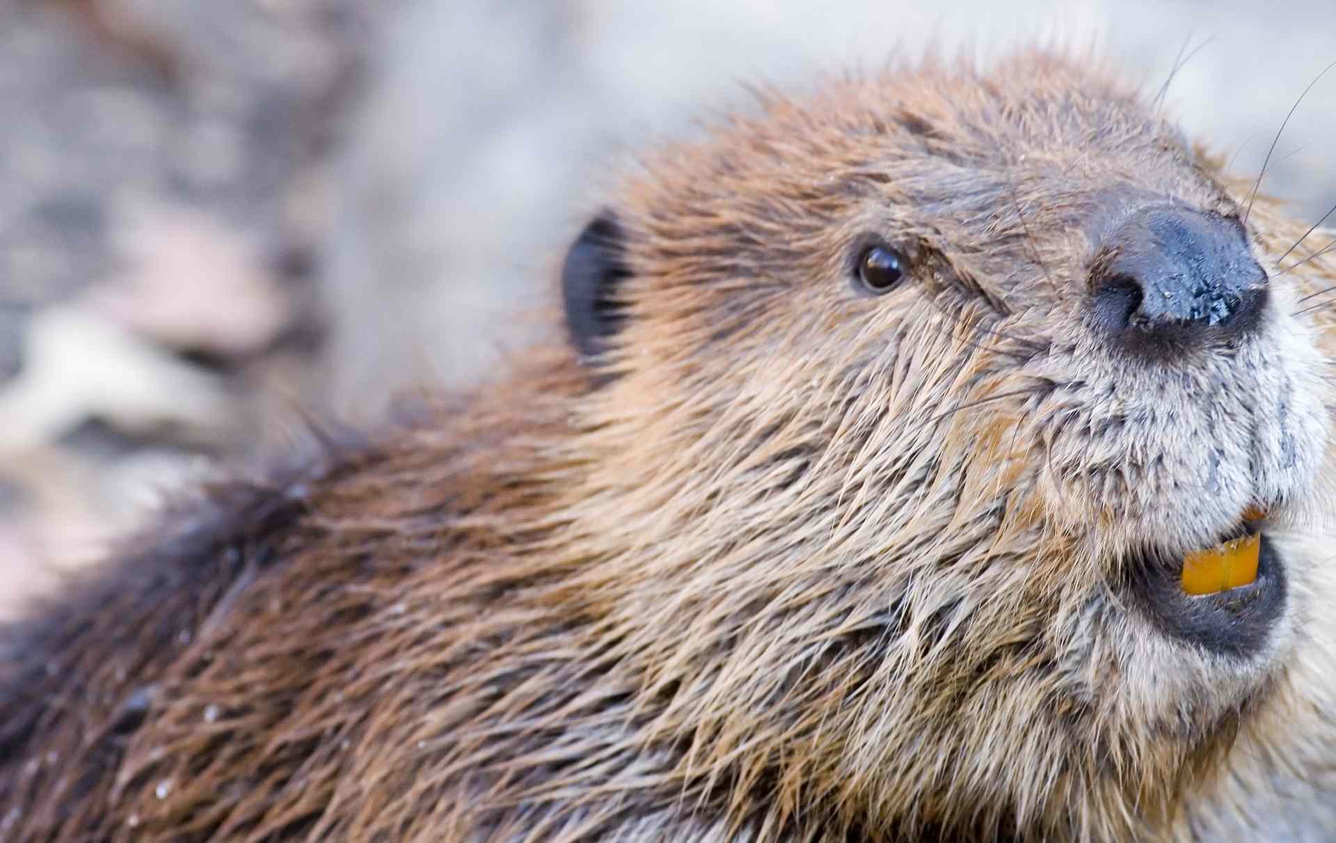 It’s time for you to learn what beavers do in winter Great Lakes Guide
