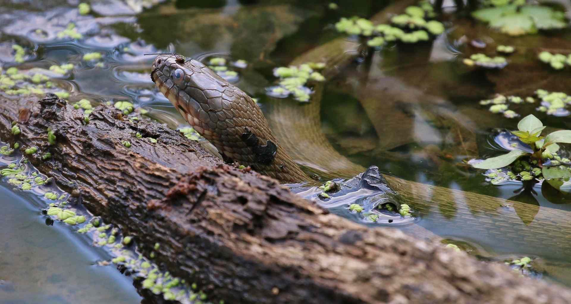 Spot these five reptiles in the Great Lakes