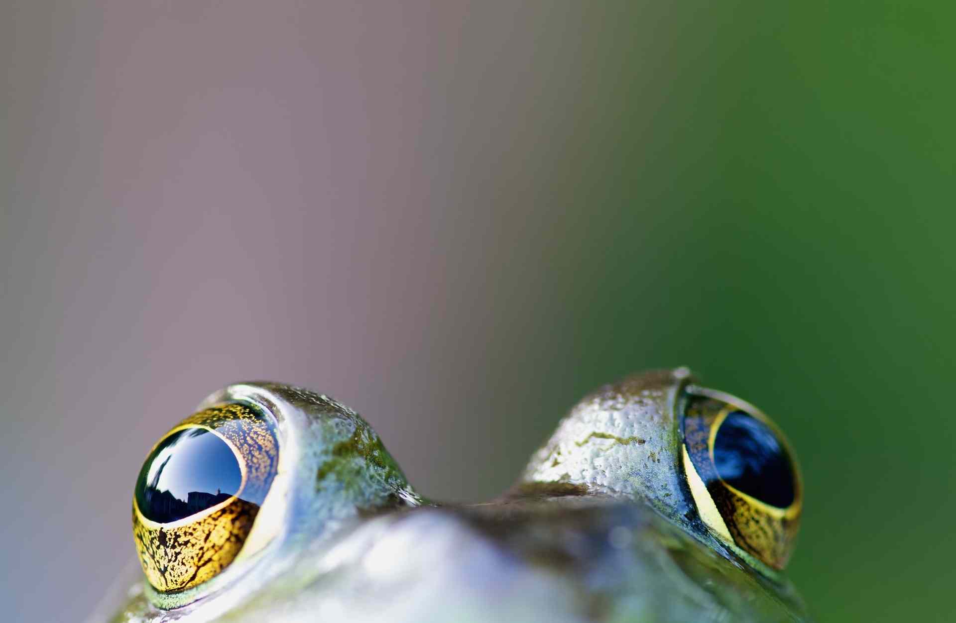 Five Freaky Frog Facts