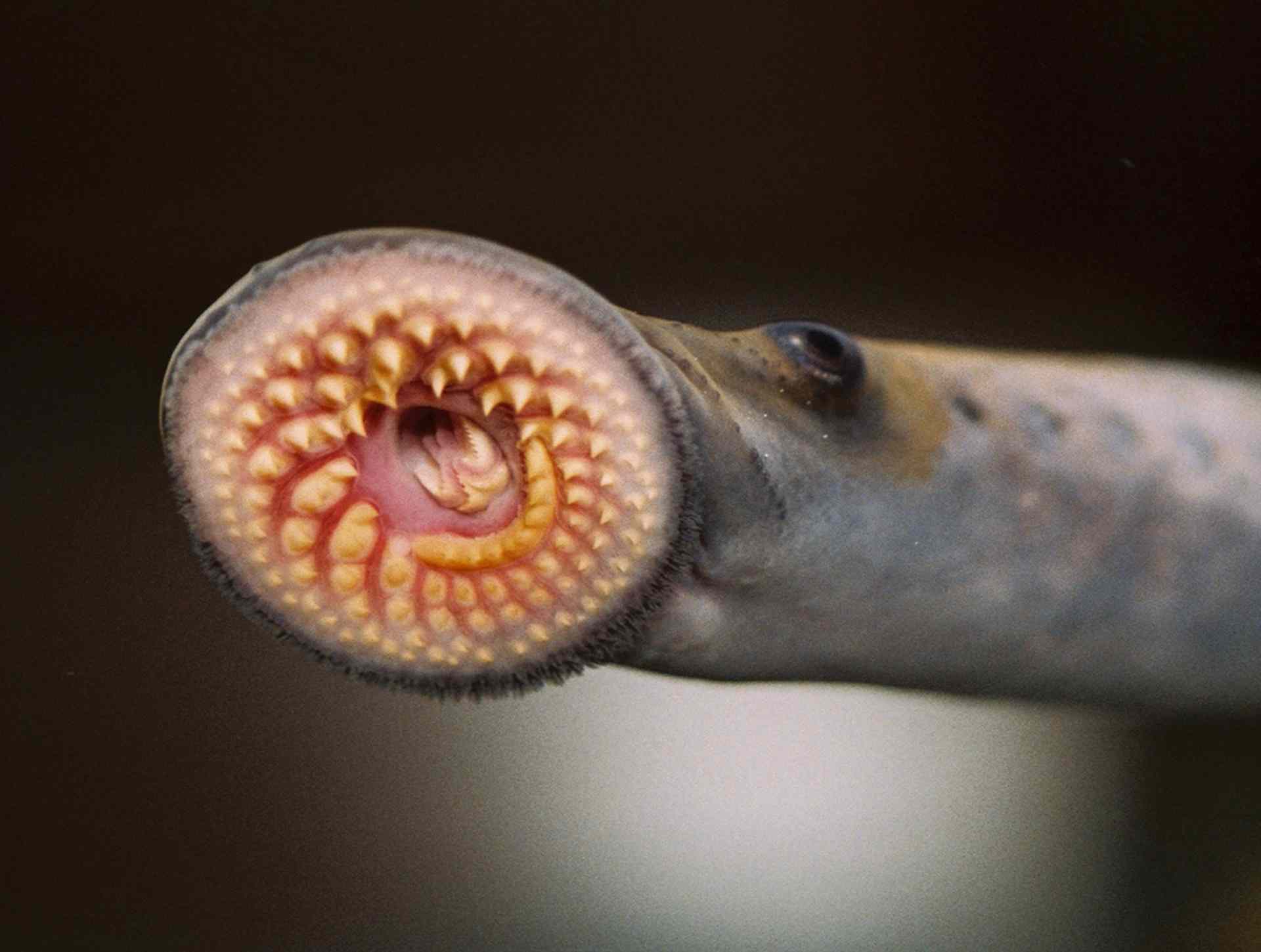 Meet the real life monsters of the Great Lakes Great Lakes Guide